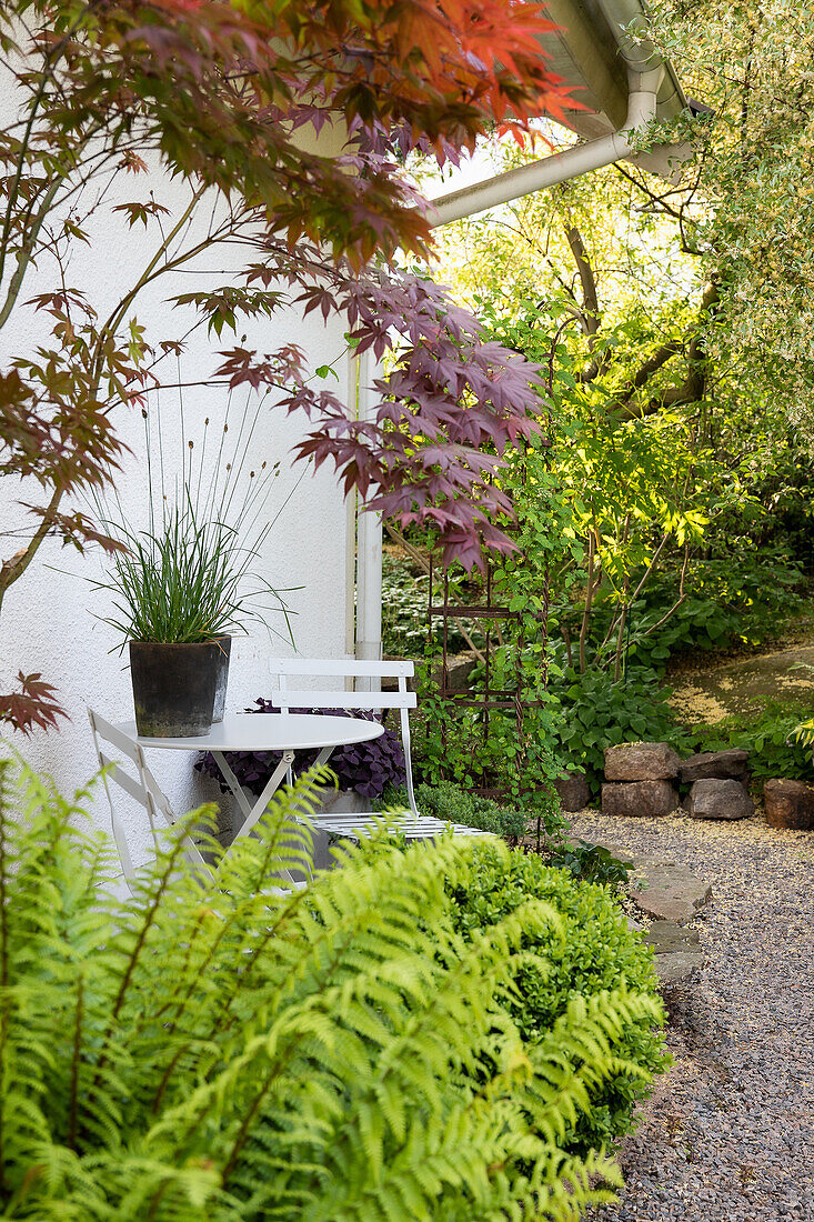 Maple tree and white seating area against the house wall