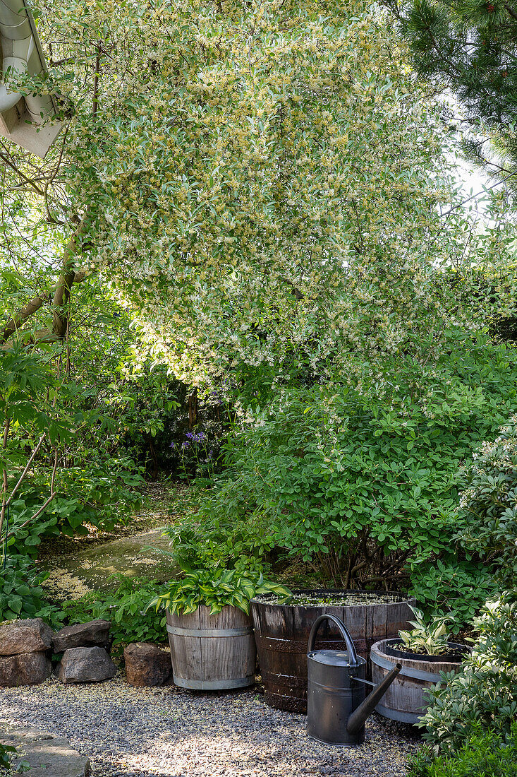 Idyllic garden area next to gravel path with wooden tubs and watering can