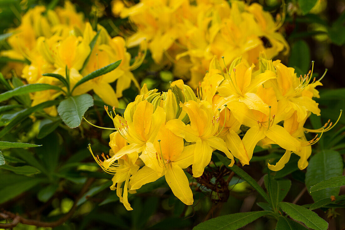 Yellow azalea (Rhododendron luteum) in spring