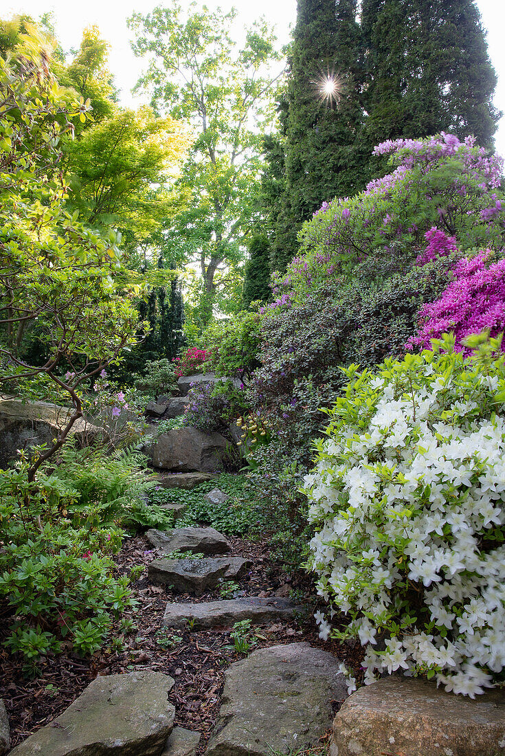 Schattiger Gartenpfad durch blühende Rhododendren