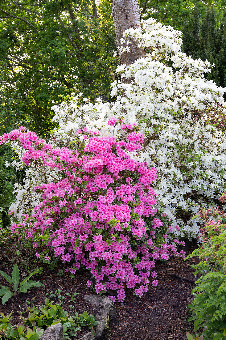 Lush rhododendron bushes with pink and white flowers