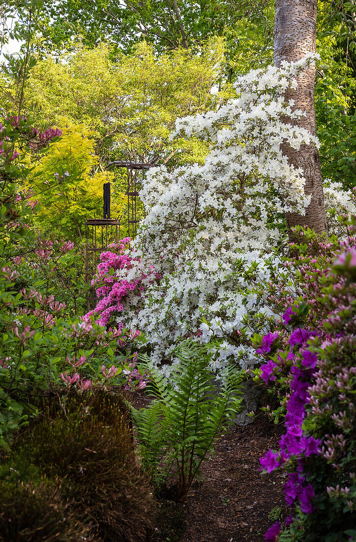 Flowering garden with white and pink rhododendrons