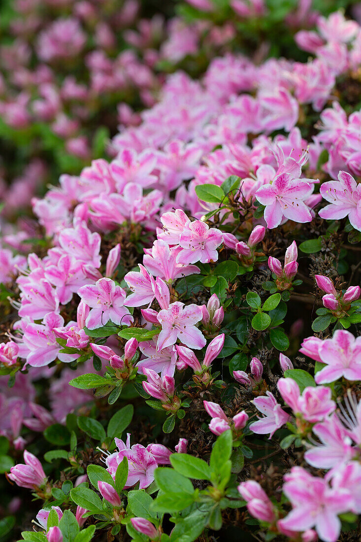 Rhododendron (Rhododendron) in full bloom in the spring garden