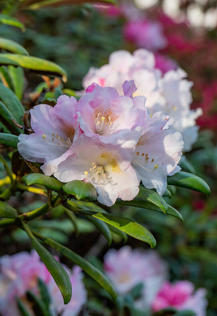 Rhododendron flowers (Rhododendron) in the garden