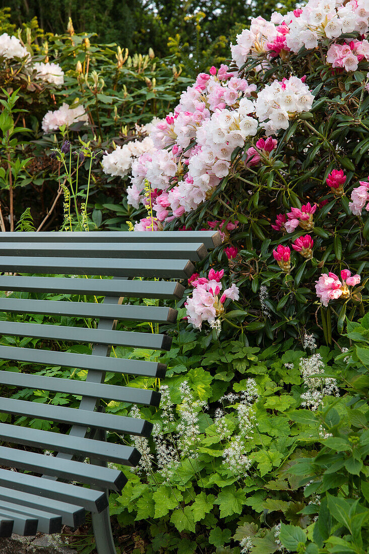 Blühende Rhododendron-Sträucher neben einer Gartenbank