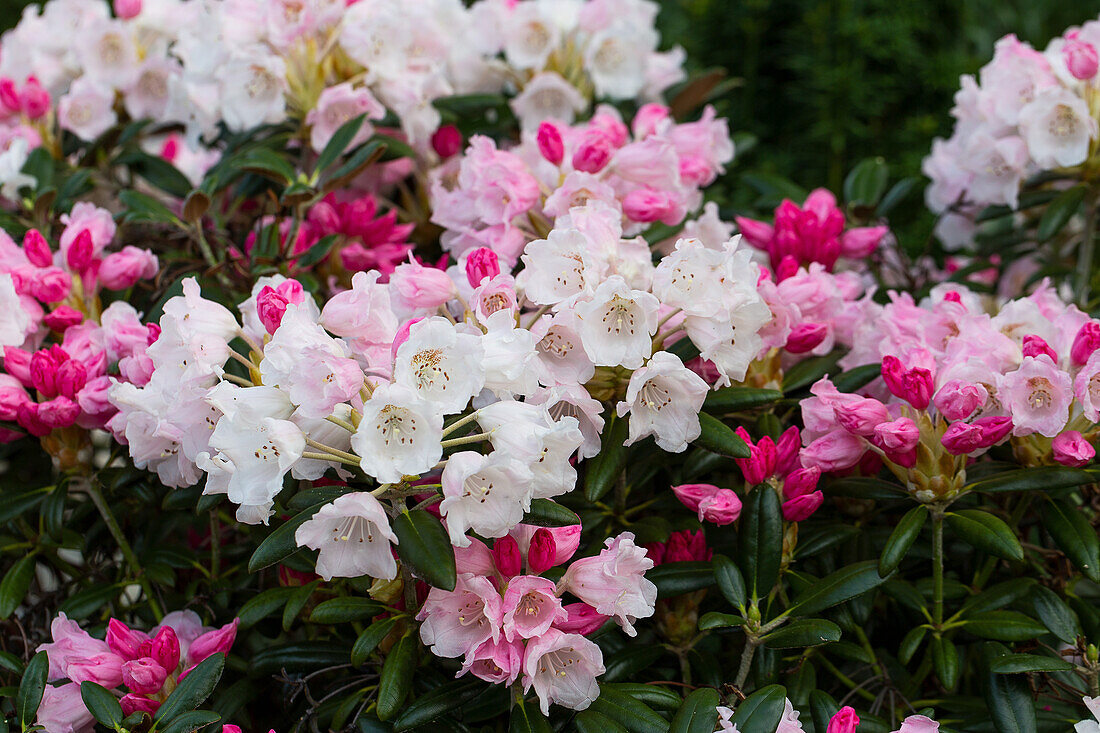 Rhododendronblüten in Rosa und Weiß im Garten