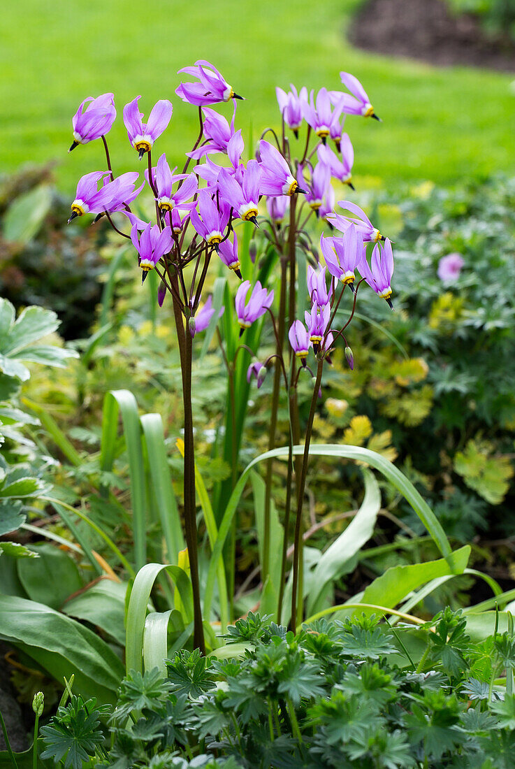 Alpine bells (Dodecatheon) in the spring garden