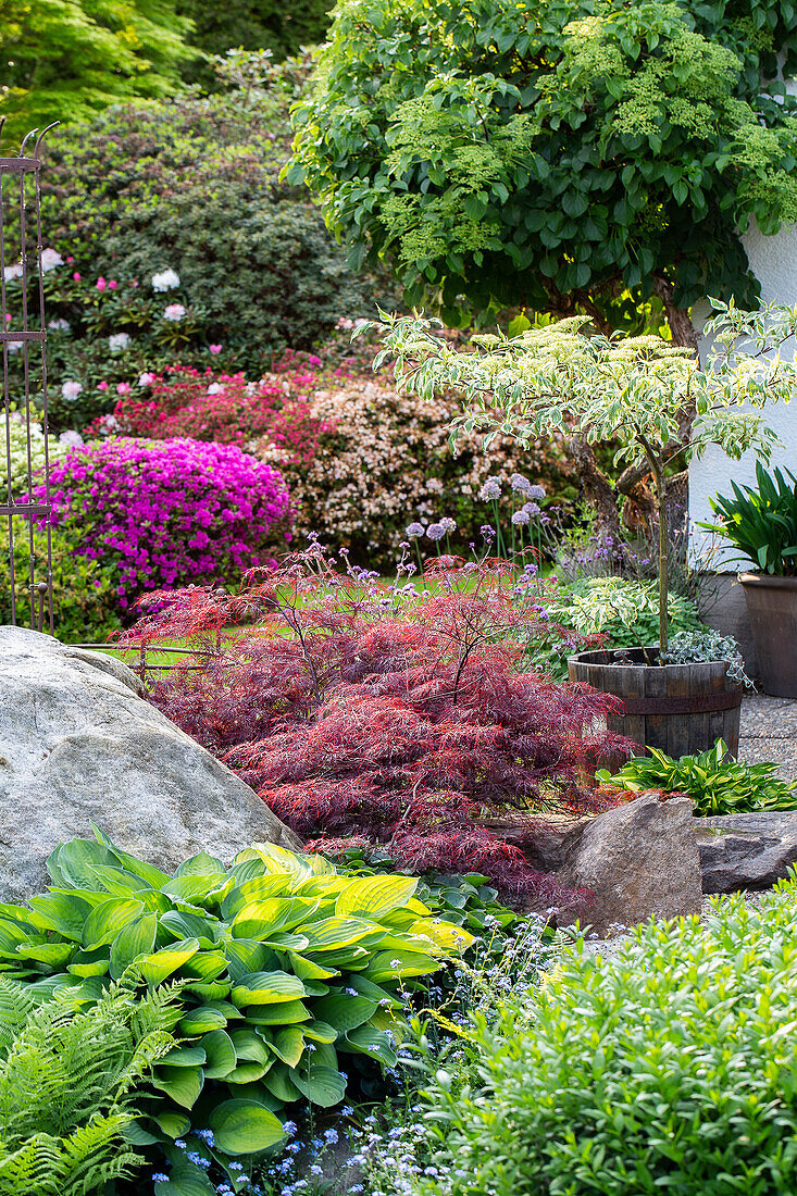 Variety of plants in the summer garden with maple and flowering rhododendron