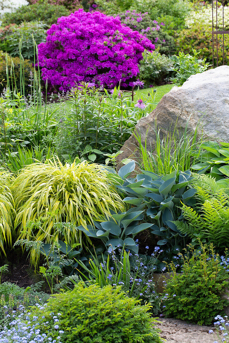 Bunter Frühlingsgarten mit prächtigem Rhododendron und Ziergräsern