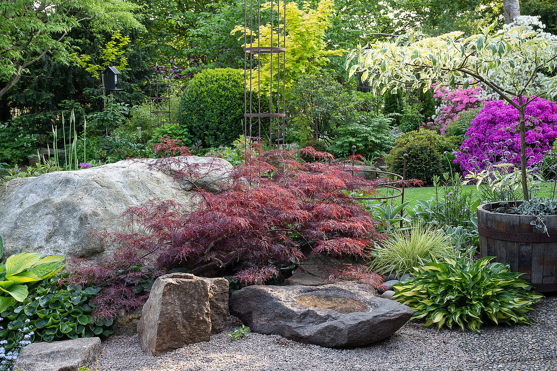 Japanese maple in the garden surrounded by natural stones