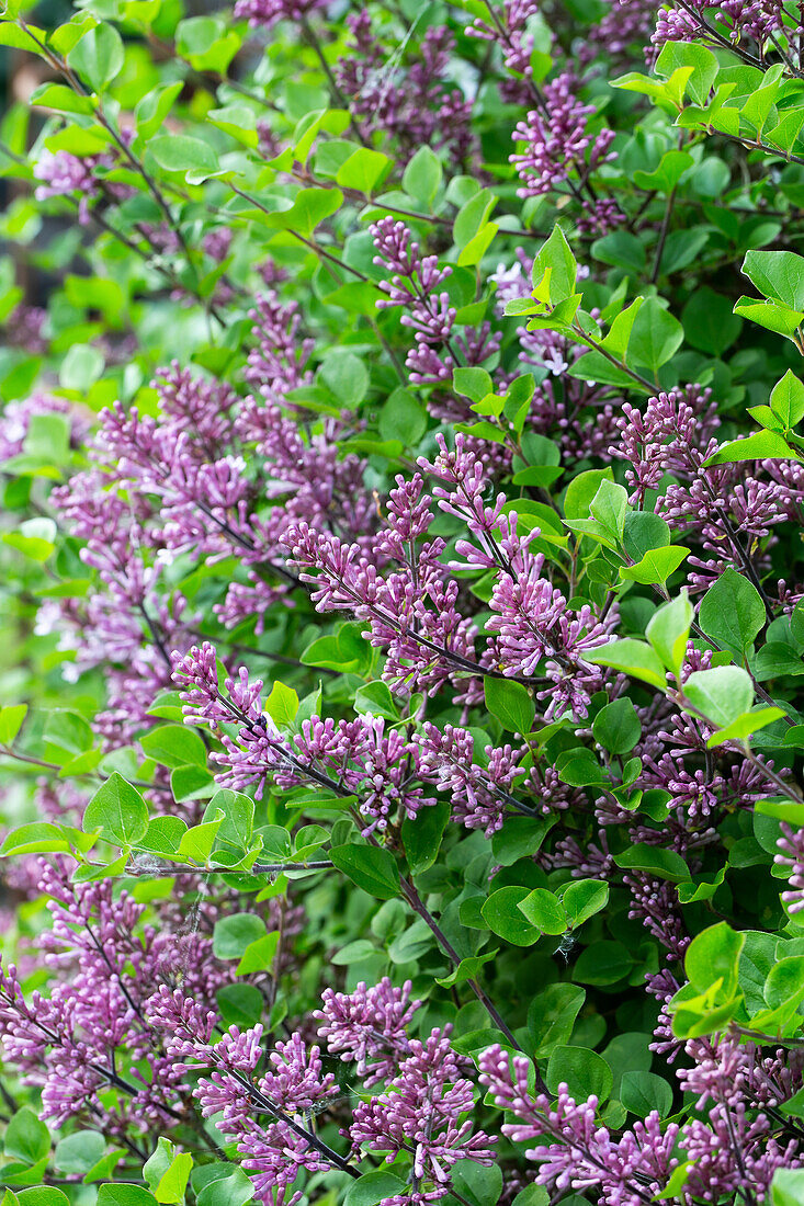 Blooming lilac bush (Syringa) with purple flowers in the spring garden