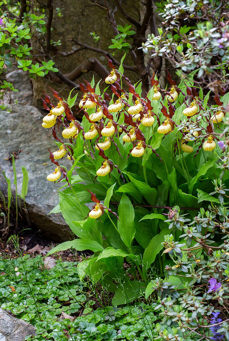 Yellow lady's slipper (Cypripedium calceolus) in the shady garden area