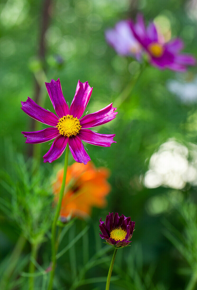 Kosmee im Sommergarten