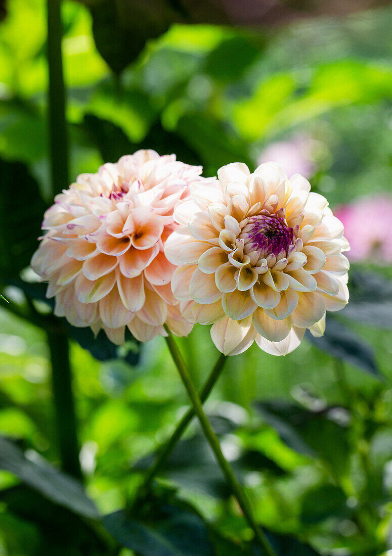 Dahlien (Dahlia) im sommerlichen Garten