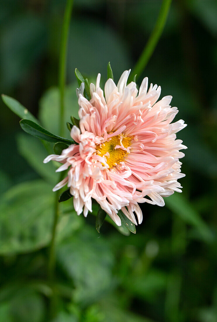 Die Aster "King Size Apricot" im sommerlichen Garten