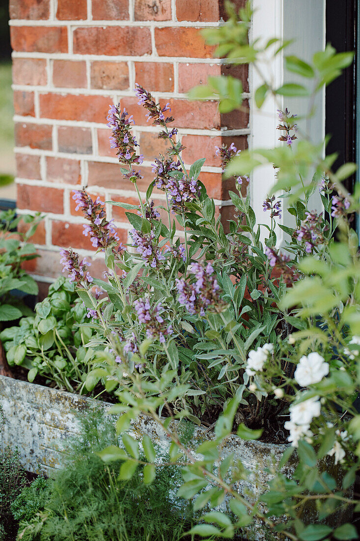 Flowering herb garden with sage next to brick wall