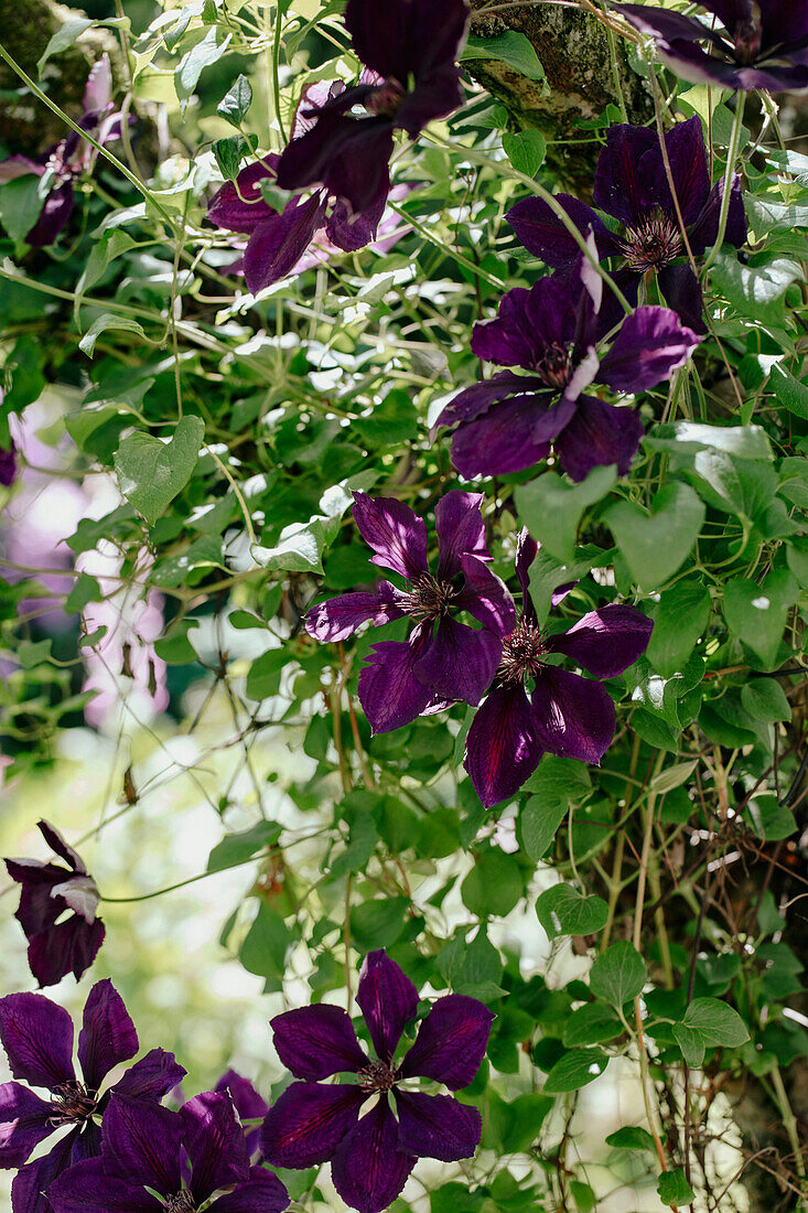 Clematis in the summer garden