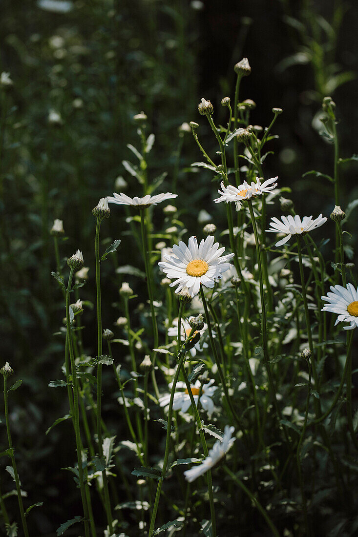 Daisies in the summer garden