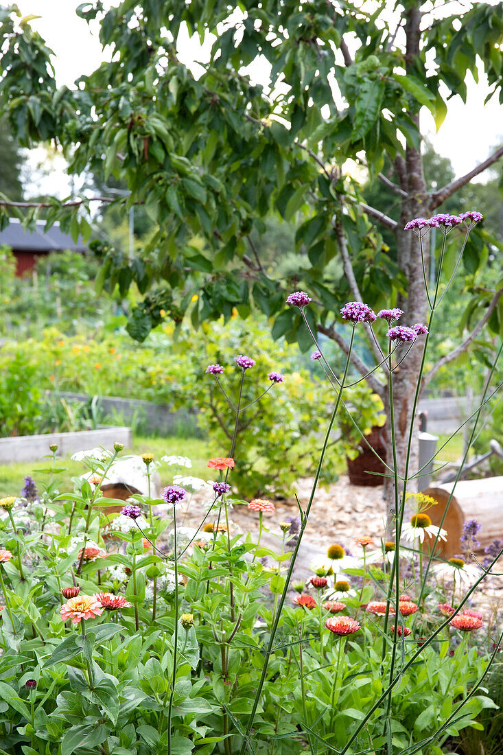 Blooming summer flowers in the garden, tree and raised beds