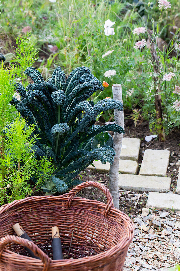 Gartenbereich mit Kohl, Weidenkorb und Beeten