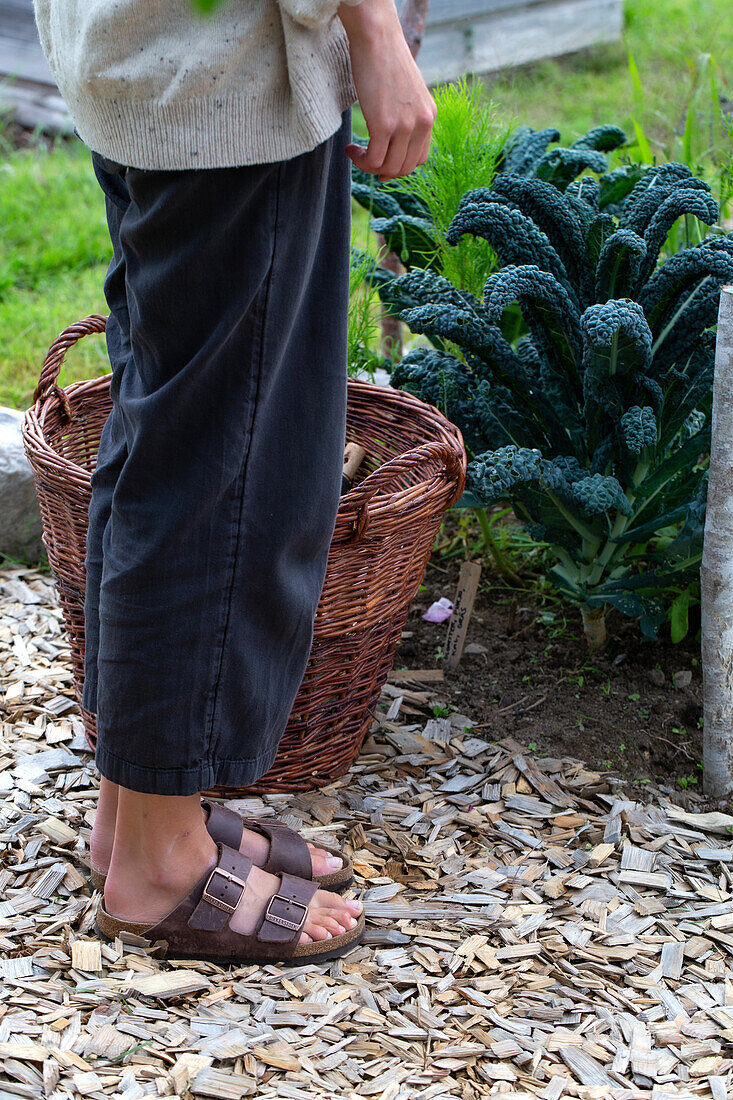 Person in the garden next to basket and cabbage