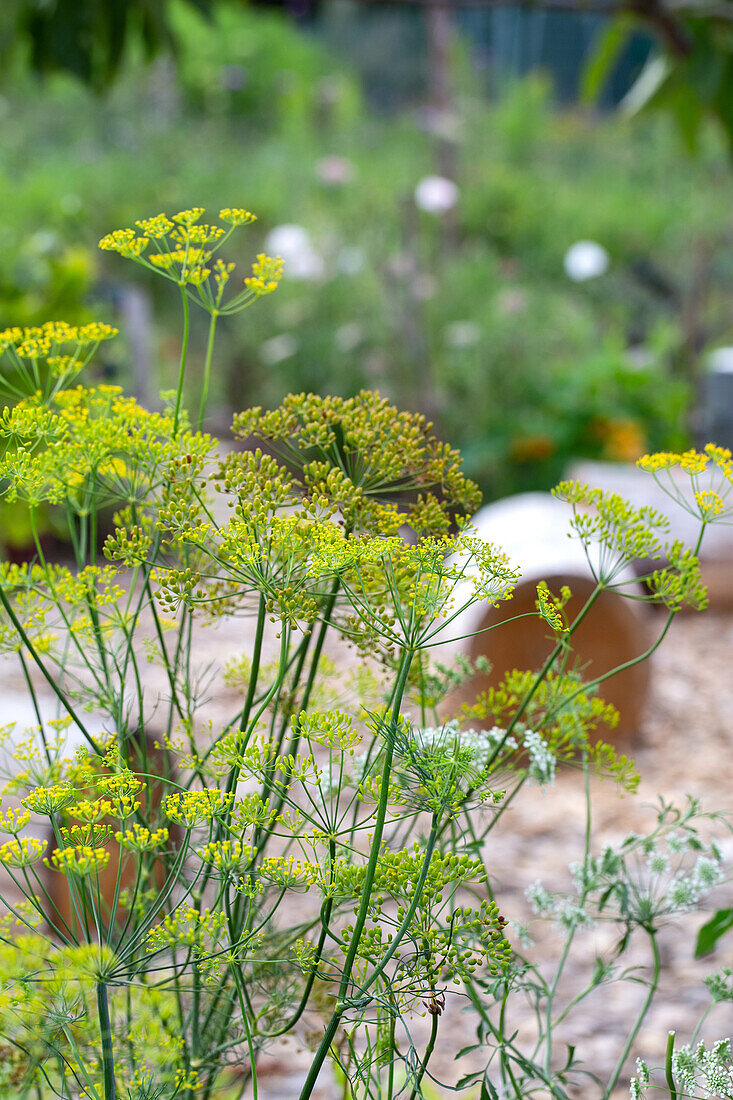 Blühender Fenchel im Sommergarten