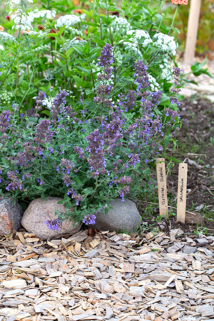 Flowering garden with catmint and decorative wooden signs