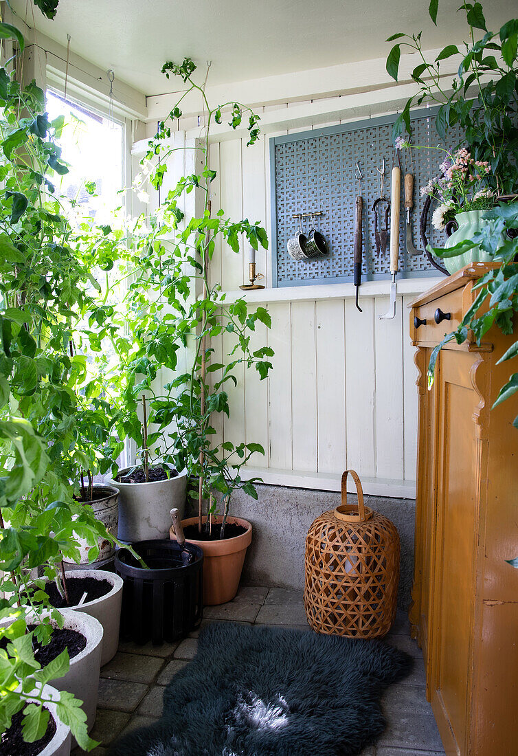 Topfpflanzen im sonnigen Gartenhaus, Gartenwerkzeuge an der Wand