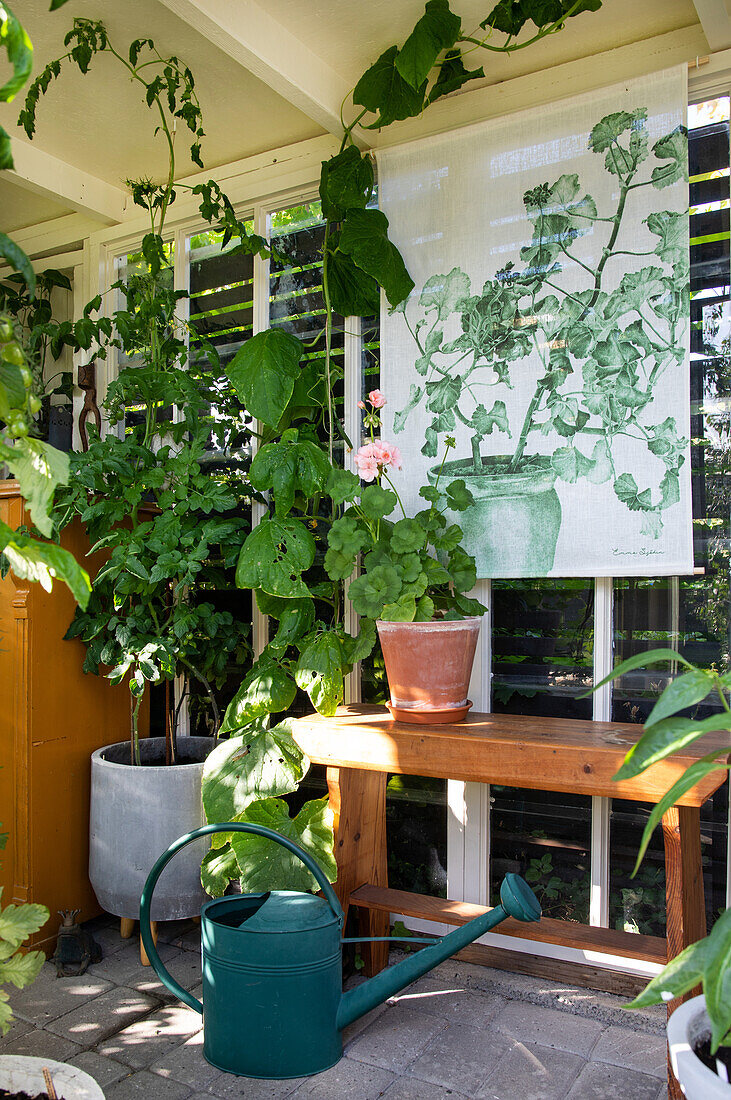 Pflanzen in Töpfen, Pflanzenbild und Gießkanne im Gartenhaus