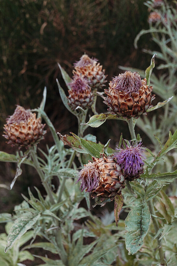 Verblühte Artischocken im Garten