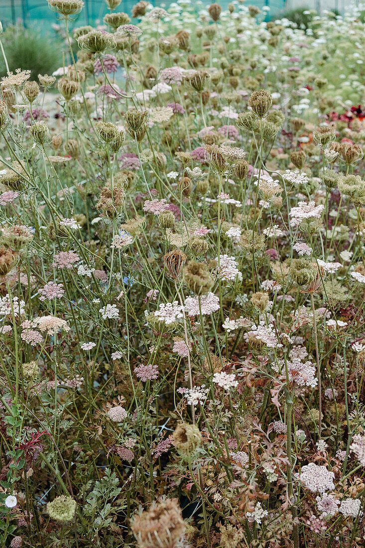 Wilde Möhre in sommerlicher Wiesenlandschaft