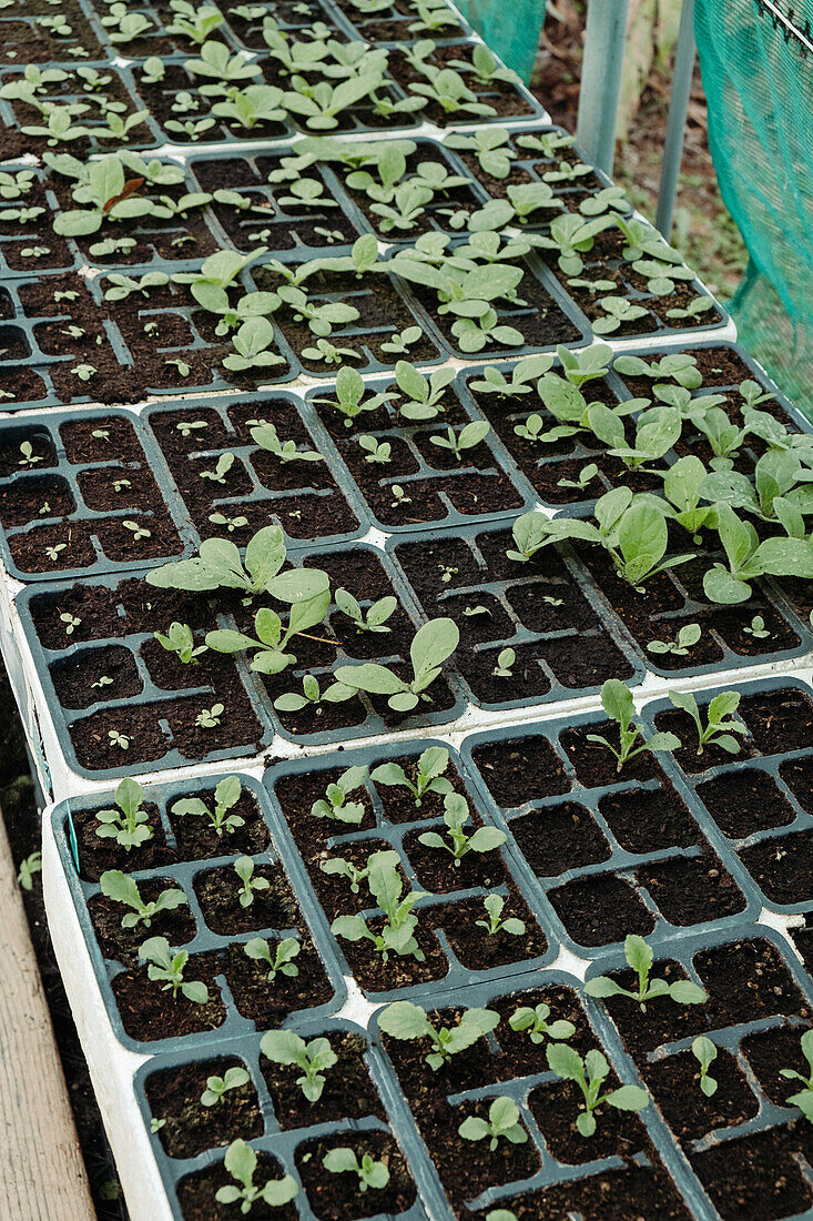 Growing vegetable seedlings in small plant trays in the greenhouse