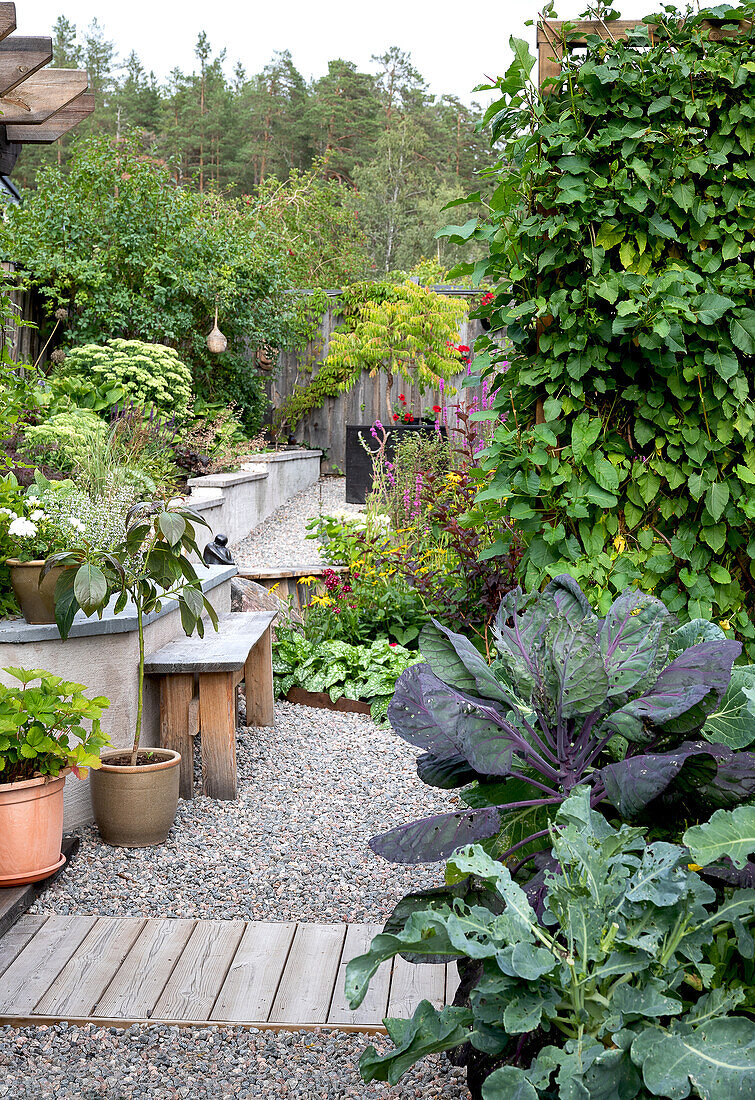 Lush garden with kale, potted plants and climbing plants