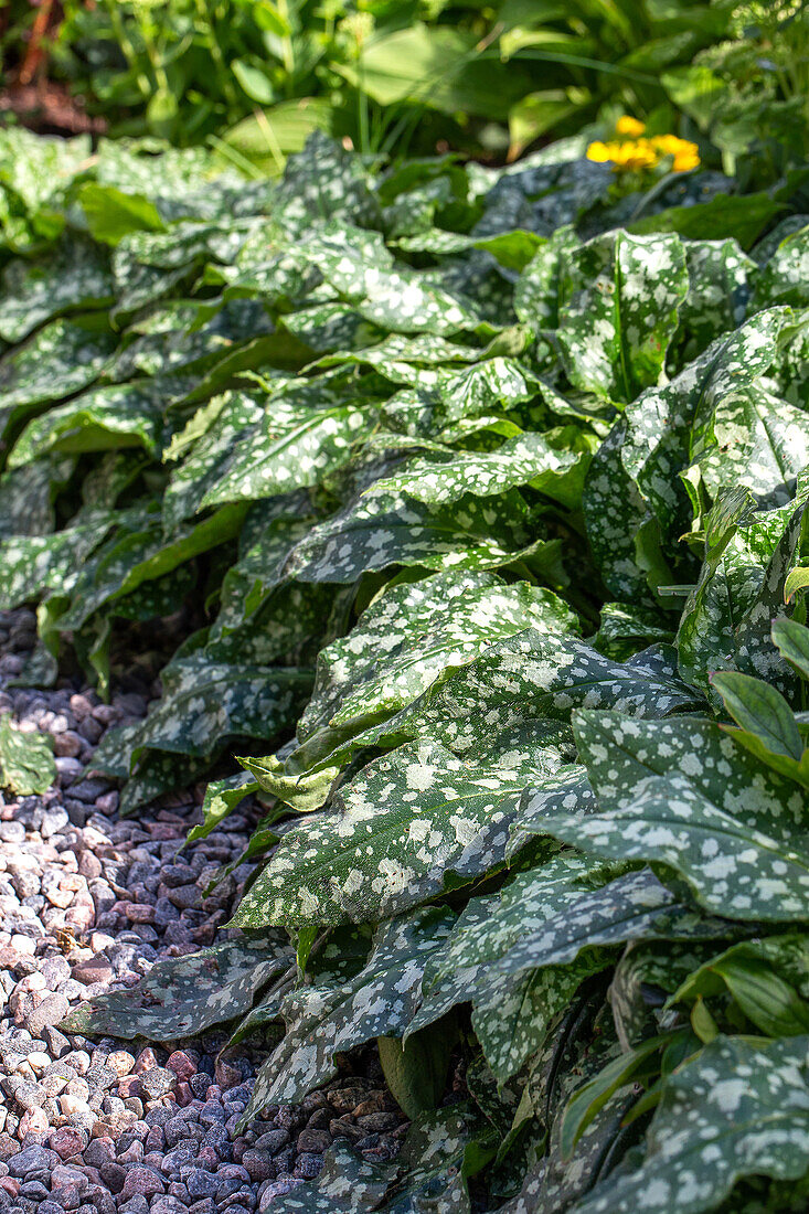 Lungenkraut mit dekorativ gefleckten Blättern im Gartenbeet