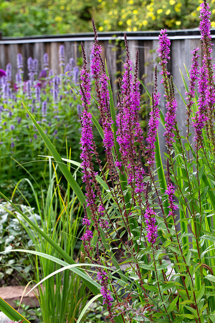 Purple loosestrife in the summer garden bed