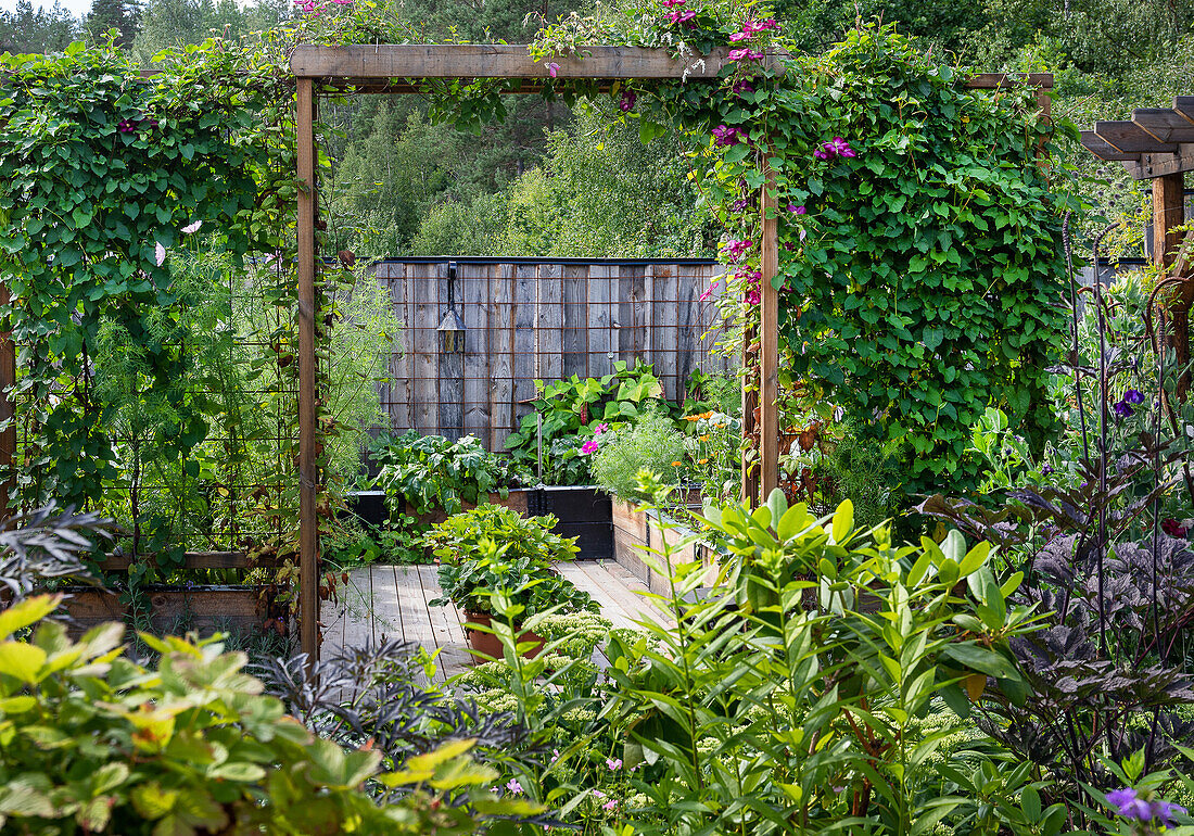 Lush garden with plants, climbing support and raised beds