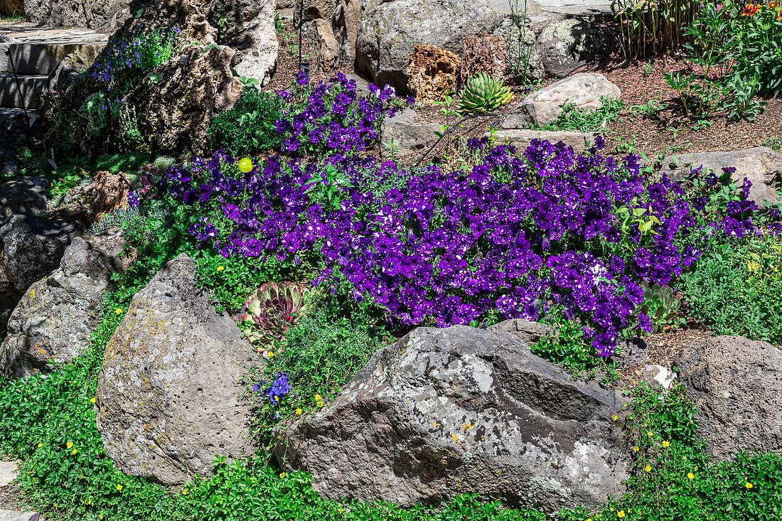 Purple petunias in a rock garden at the Yampa River Botanical Gardens