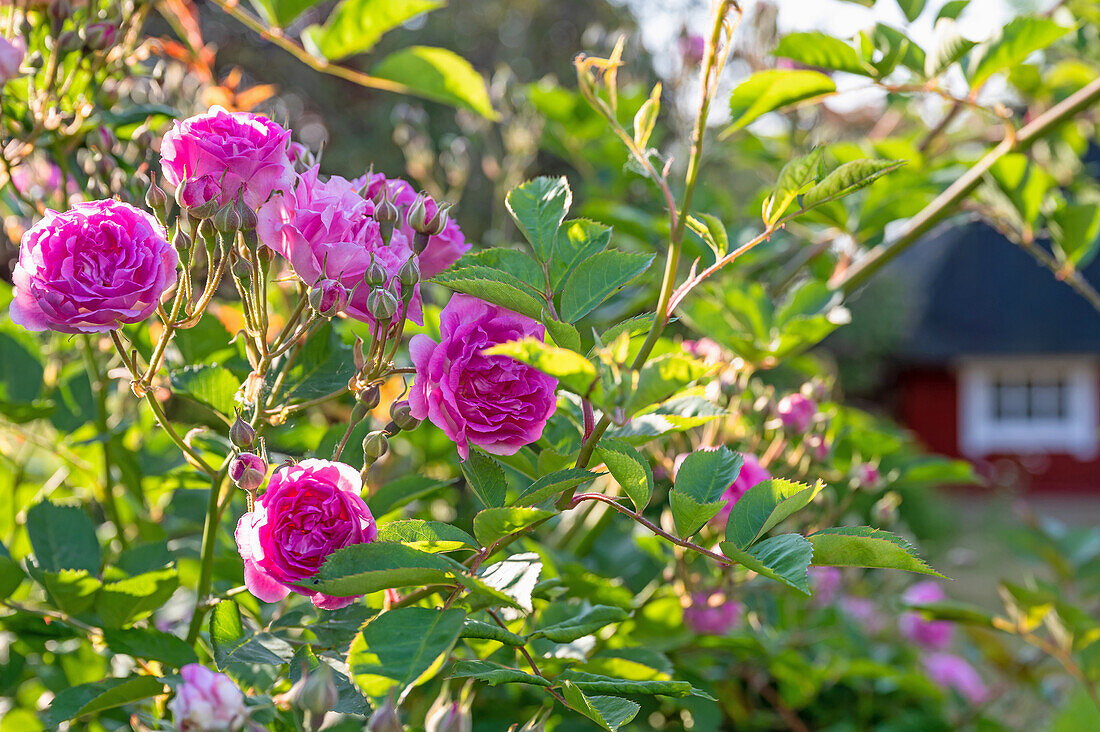 Rosenstrauch im Garten