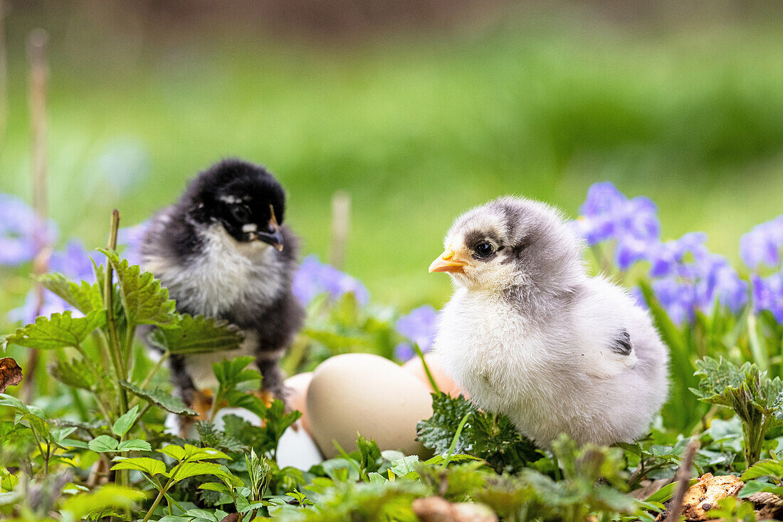 Two chicks with eggs in the flower garden
