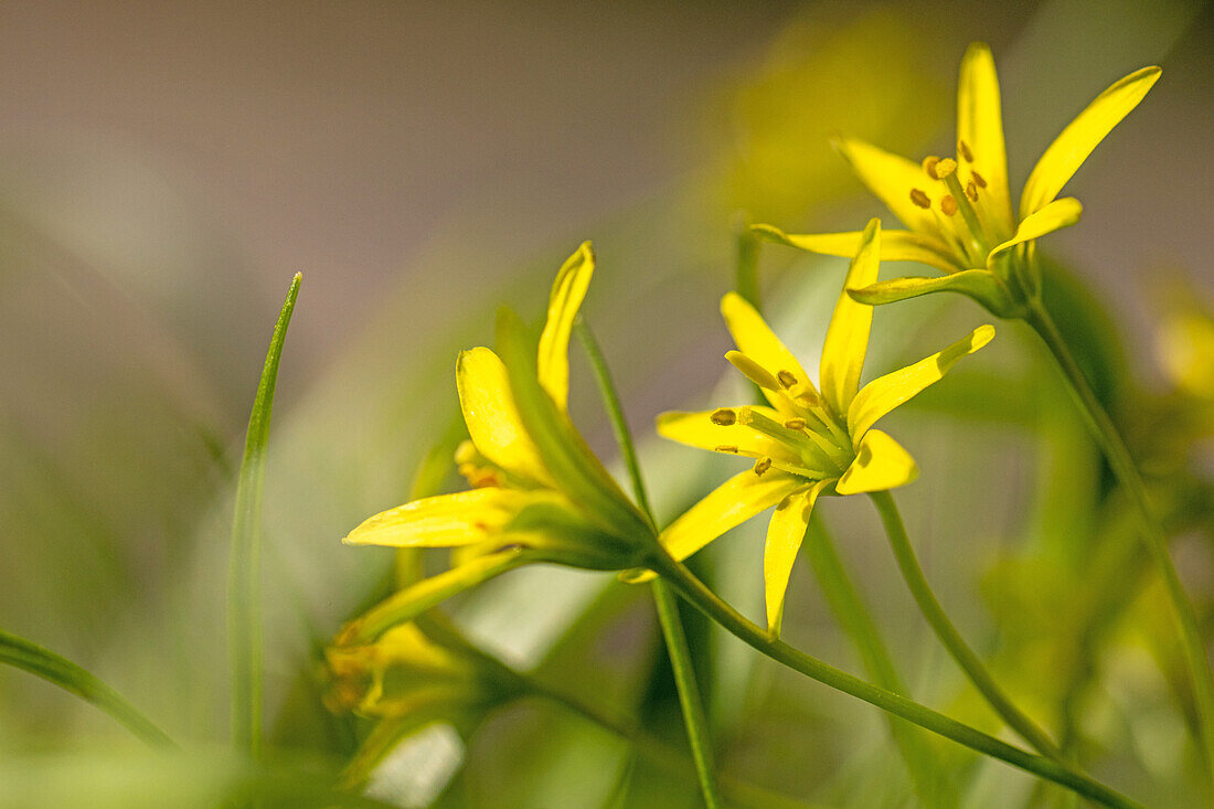 yellow star-of-Bethlehem (Gagea lutea), close-up