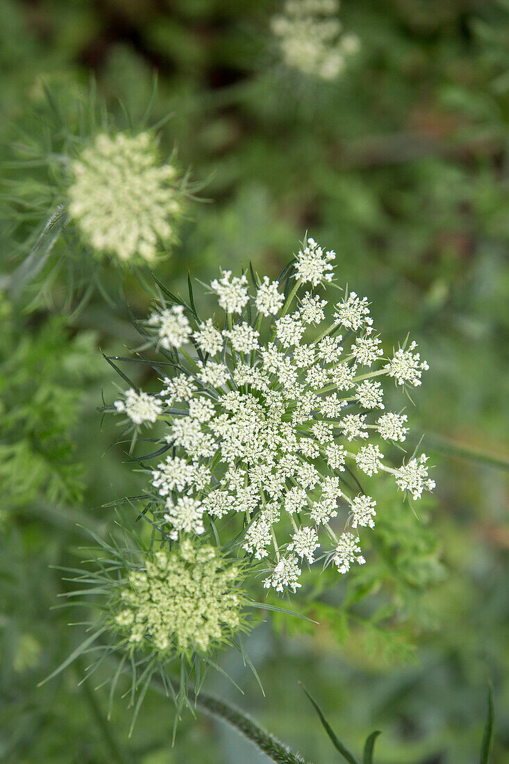 White umbel flower of the wild carrot