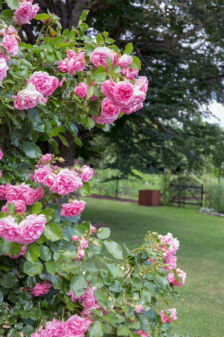 Pink climbing roses in the summer garden