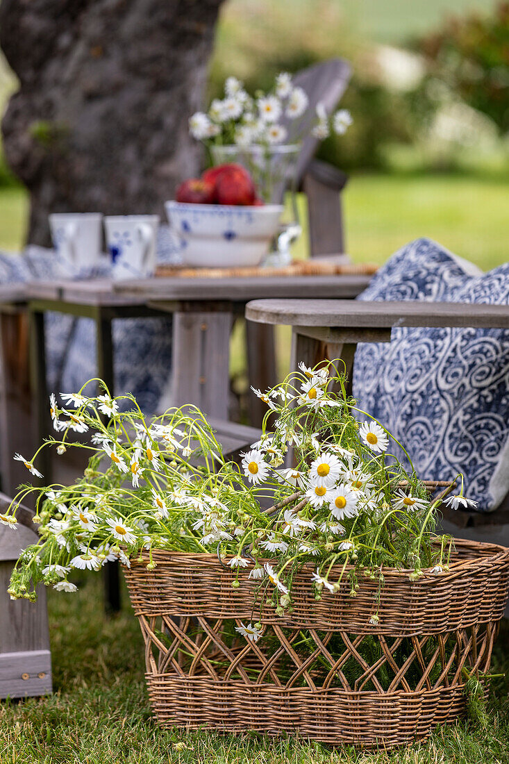 Gartenmöbel mit Kissen und Korb voller Gänseblümchen (Bellis) vor gedecktem Tisch