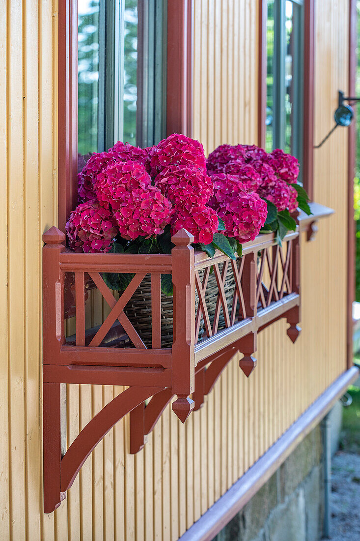 Flower box with hydrangeas on yellow house wall