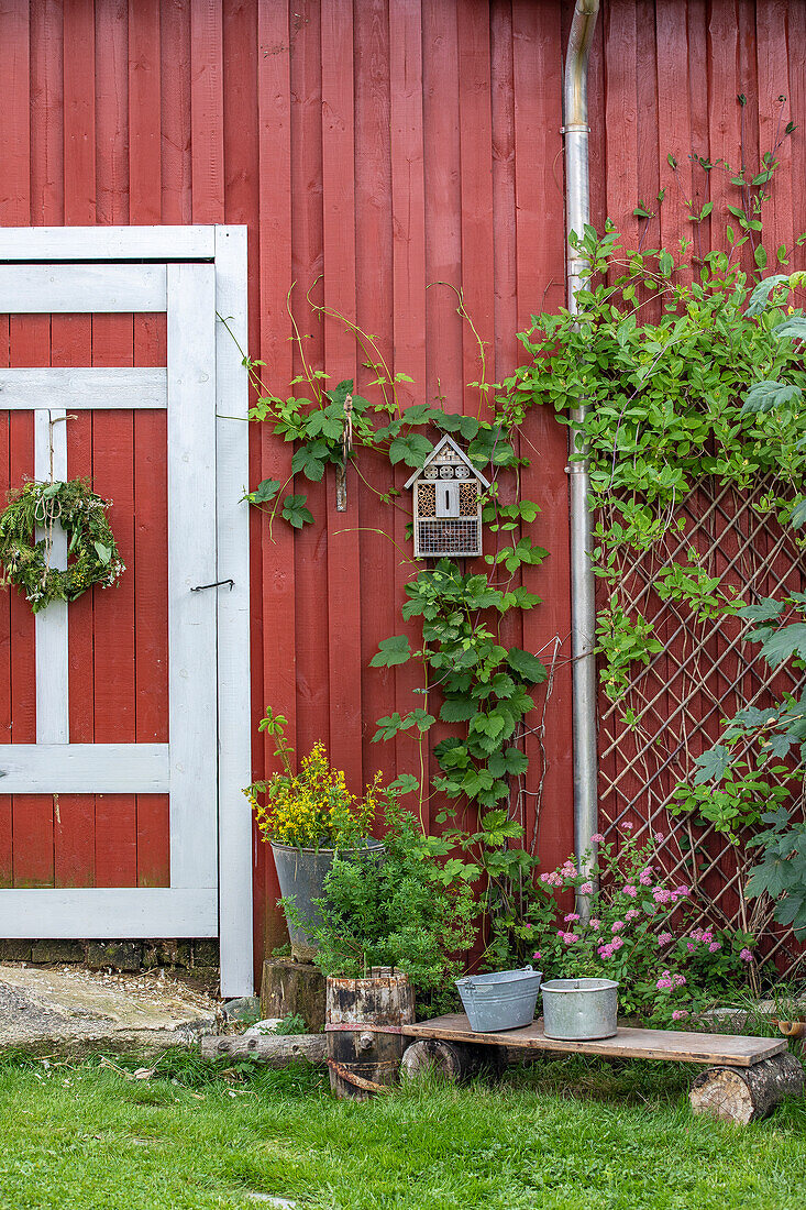Vogelhaus an roter Holzwand mit Kletterpflanzen und Gartendekoration
