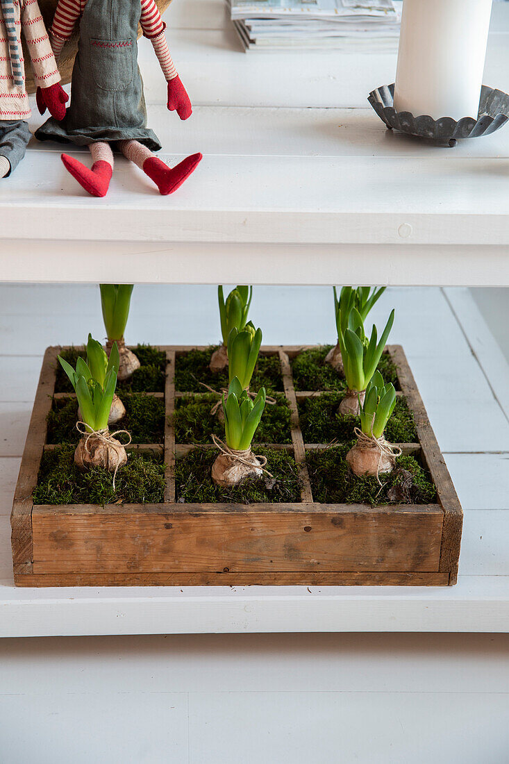 Hyazinthen (Hyacinthus) in rustikaler Holzkiste unter Couchtisch