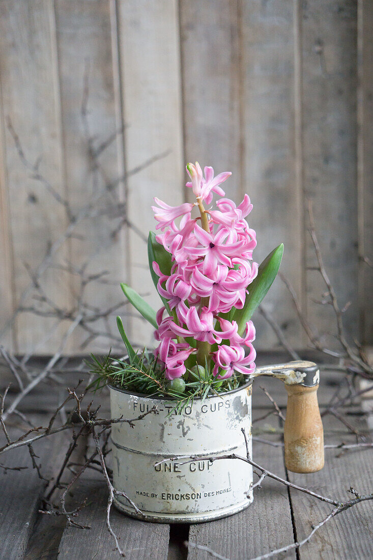 Hyacinth (Hyacinthus) in a decorative box on a wooden table