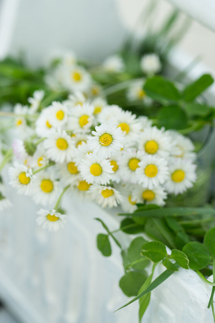 Daisy (Bellis perennis) with greenery in planter