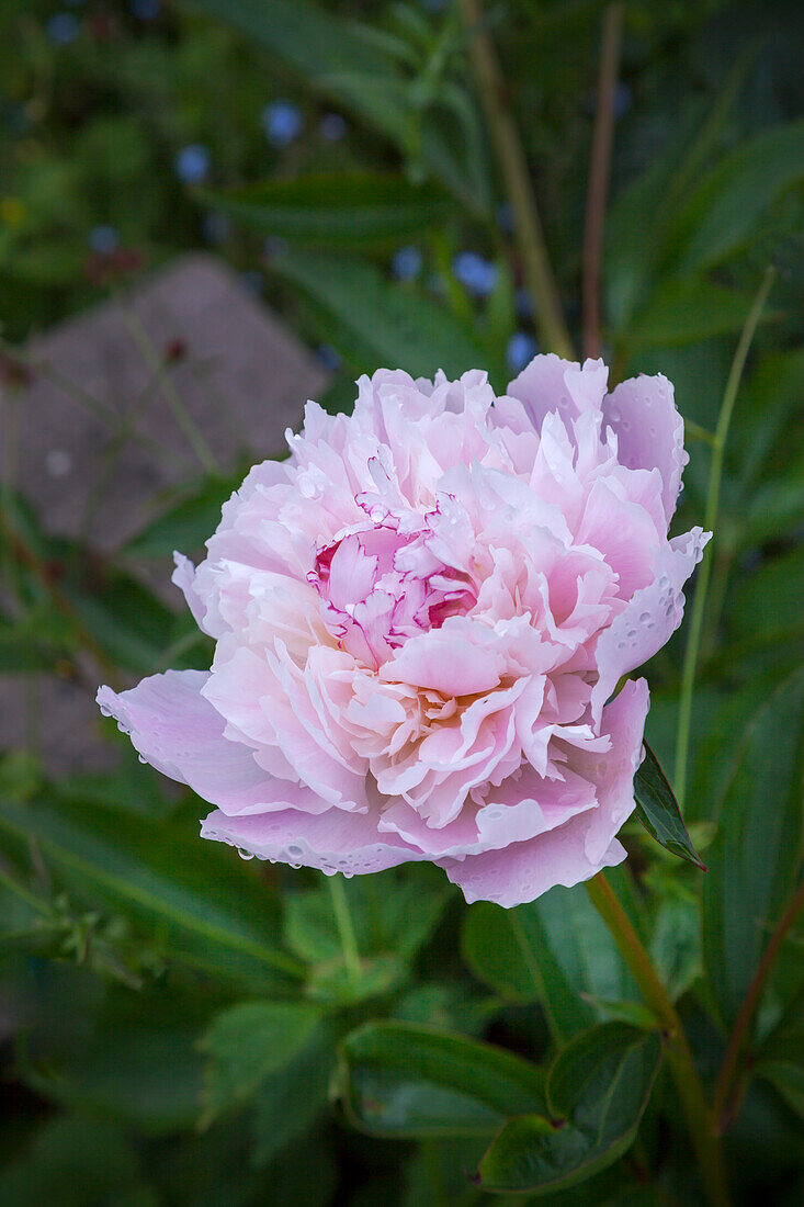 Peony (Paeonia) 'Sarah Bernhardt' in the garden