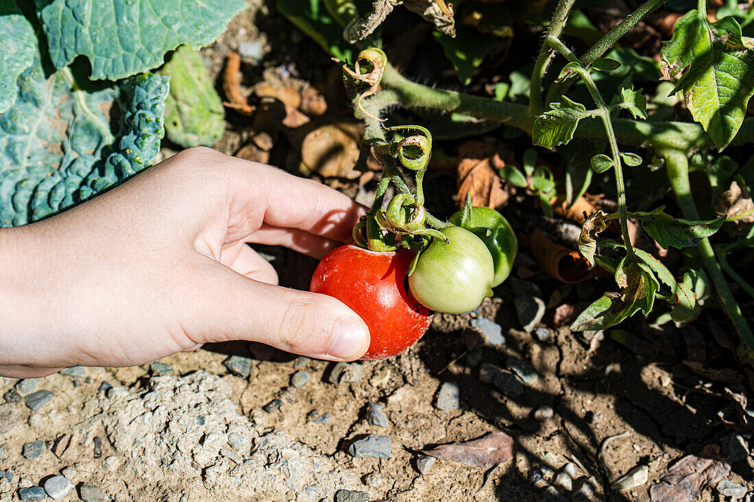 Reife Kirschtomaten ernten, auf dem Gemüsefeld